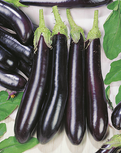 Brinjal