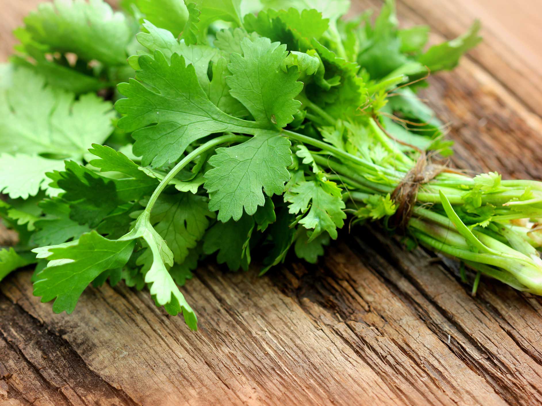 Coriander