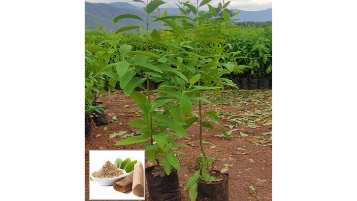 White chandan (1 Unit)