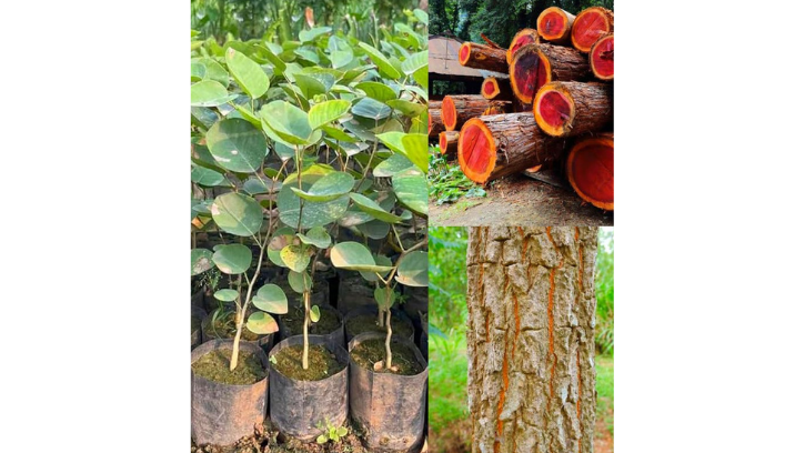 Red Chandan Plant (1unit)