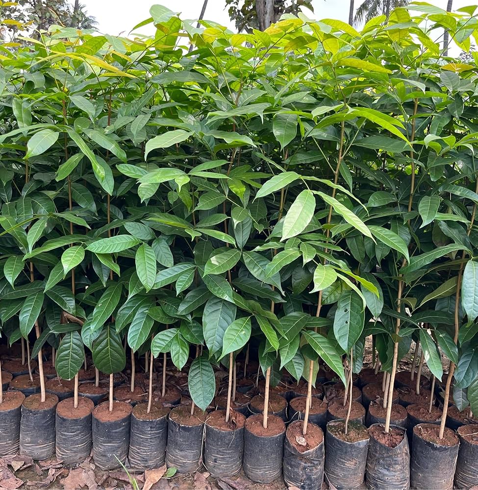 Mahogany plants 5 Feet