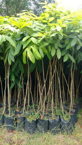 Mahogany plants 5 Feet