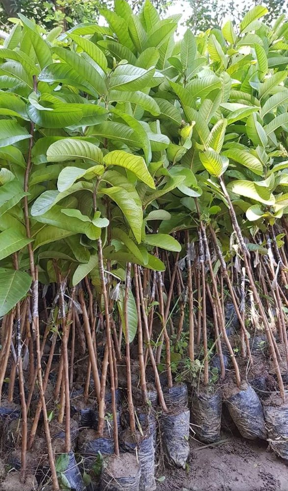 Barf Khana Guava Plant