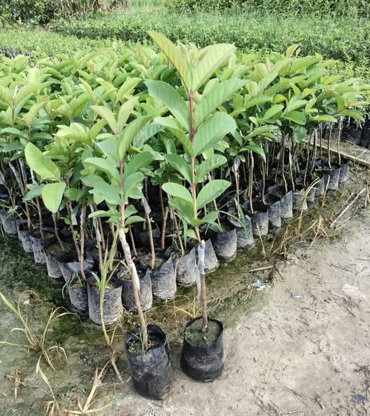 VNR Guava Plant