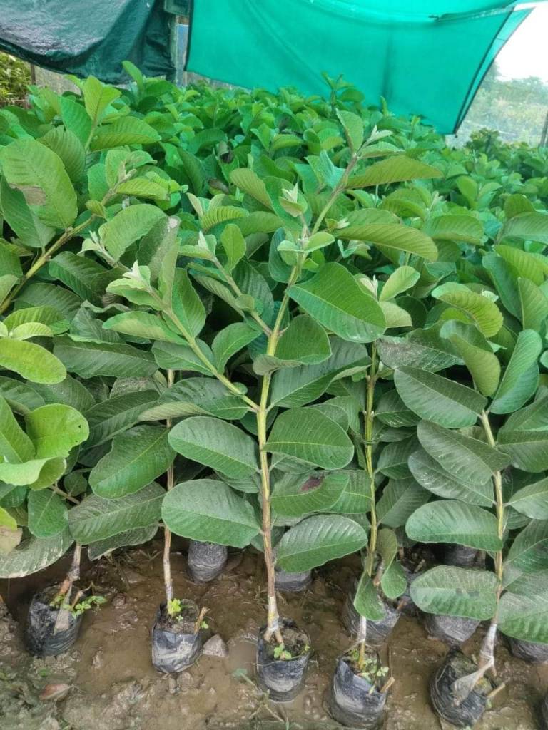 Japanese Red Diamond Guava Plant ( 10 Plants per unit )