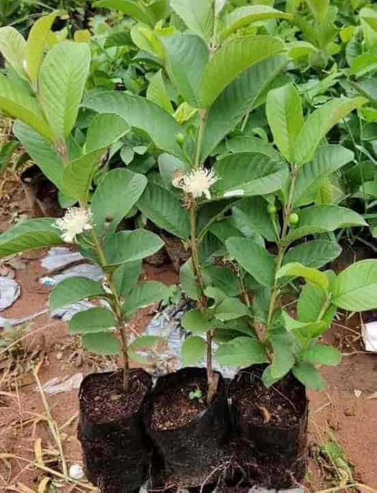 Allahabad safeda guava plant
