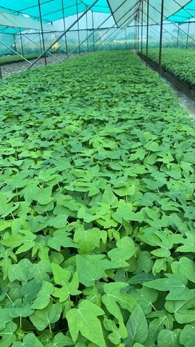 Taiwan Red Lady 786 Papaya