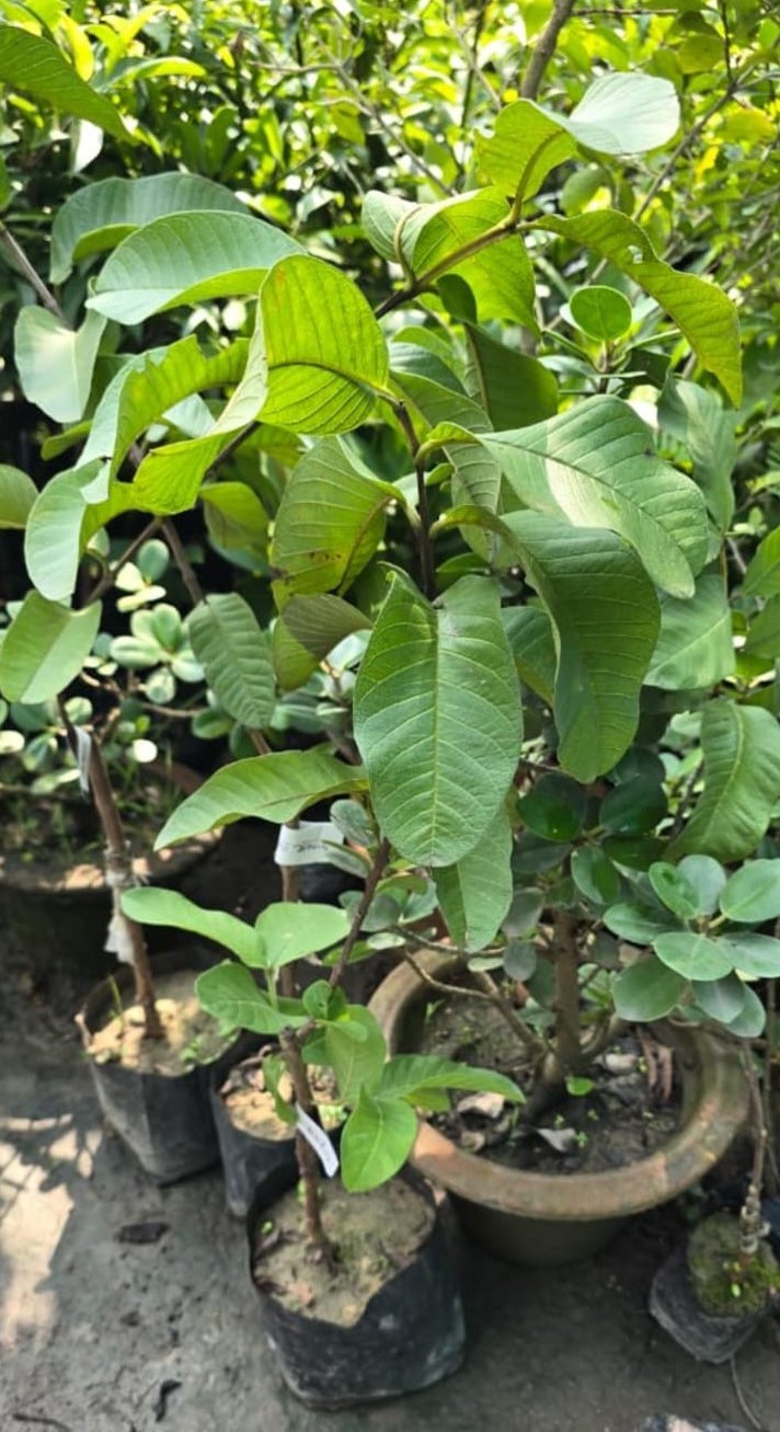 Hisar safeda guava plant