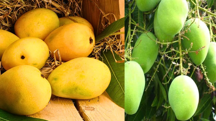 केशर (Kesar Mango) ( ₹500 per piece )