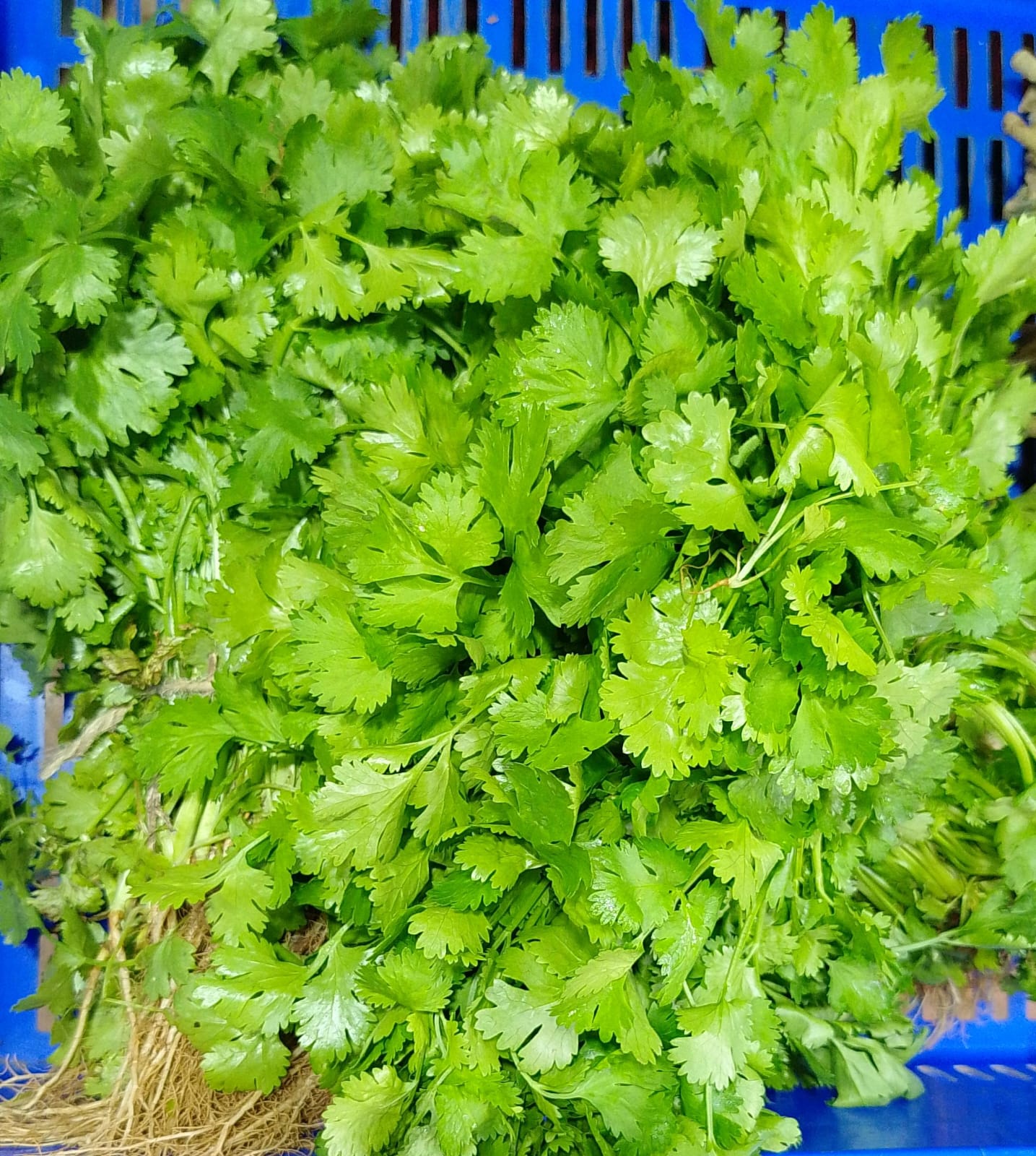 Coriander Leaves