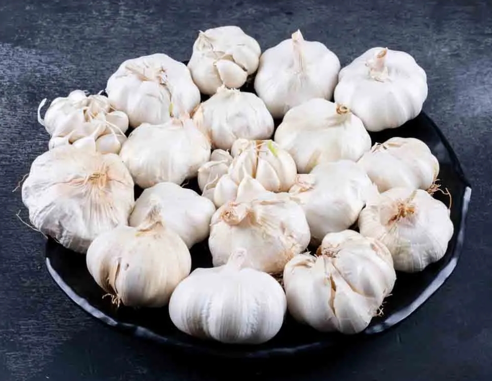 Garlic