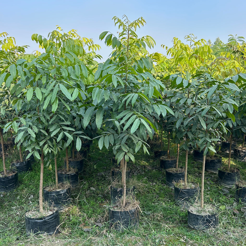 Mahogany Plants