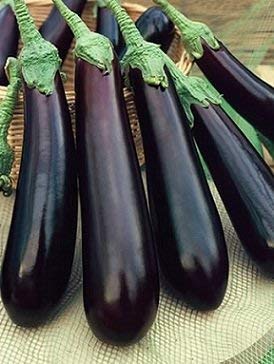 Brinjal