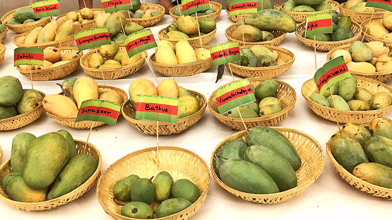 Mango ( आम )
